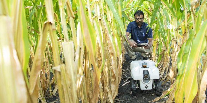 Student in a cornfield working with a crops robot.