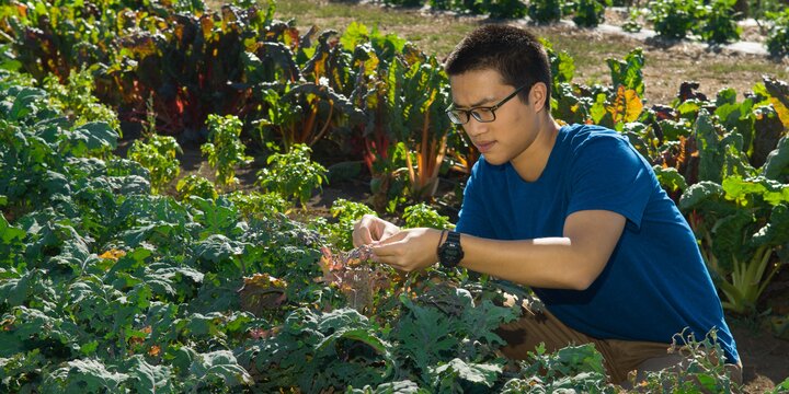 Undergraduate student Barry Chen inspects some kohlrabi plants at the student sustainable farm.