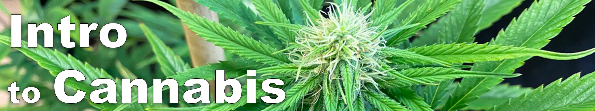 Intro to Cannabis Banner created by Sabrina Edralin (Instructional Designer)
