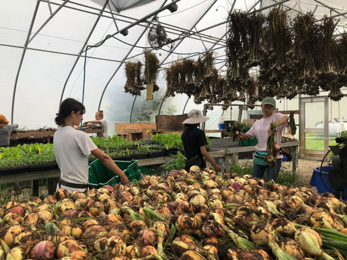 Students harvesting vegetables in a greenhouse