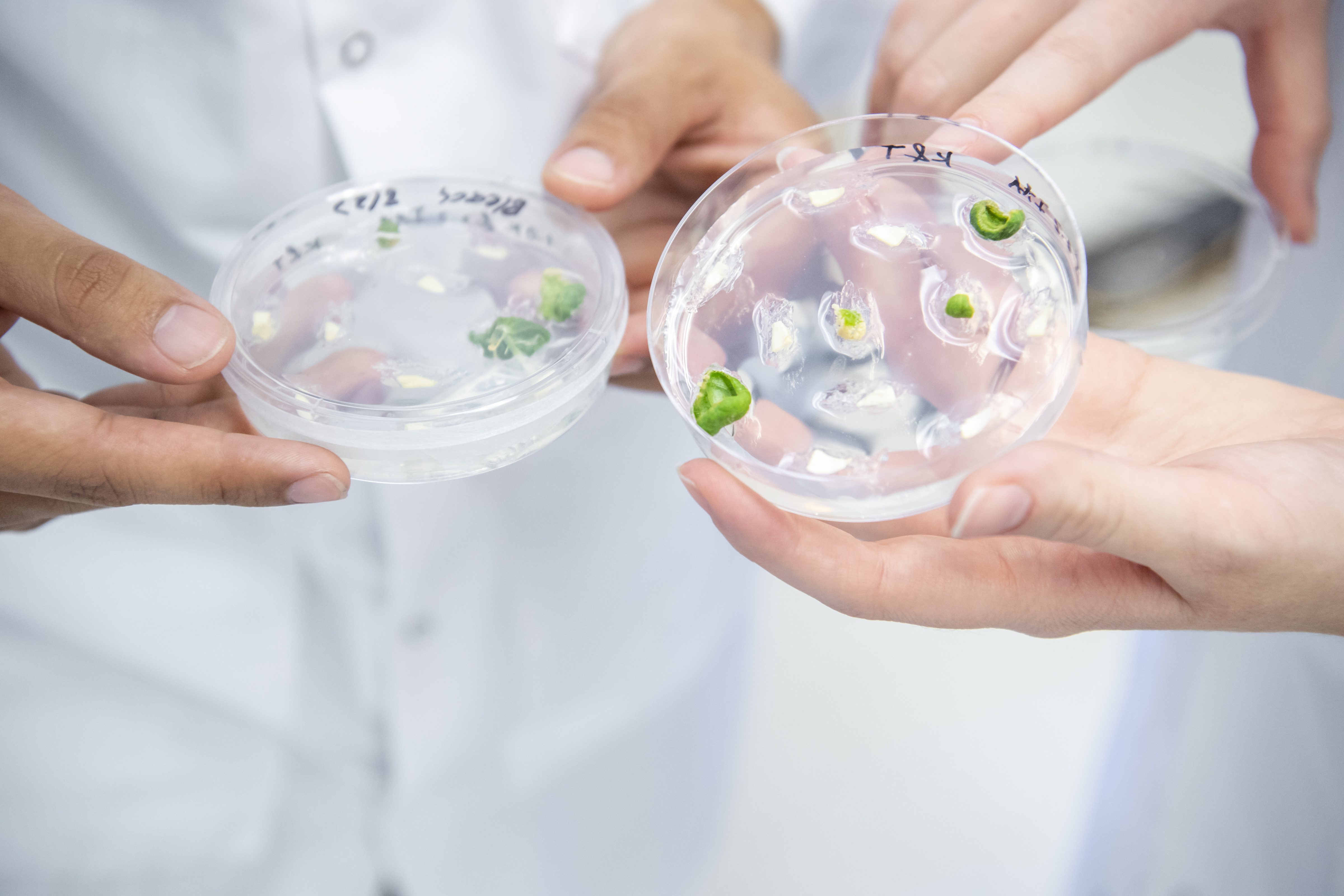 Hands holding petri dishes with seeds and mold