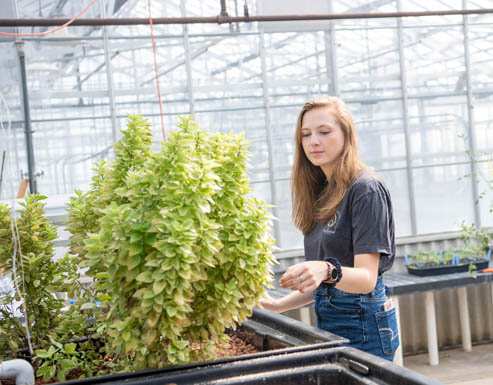 Student working with plants in the greenhouse