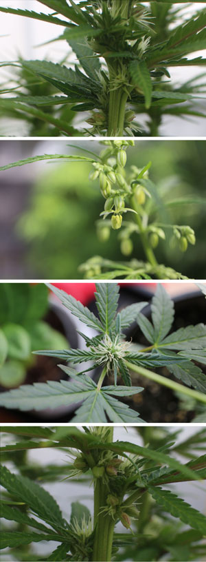 Marijuana grower certification