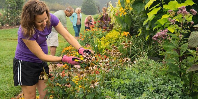 Person cutting flowers in a garden