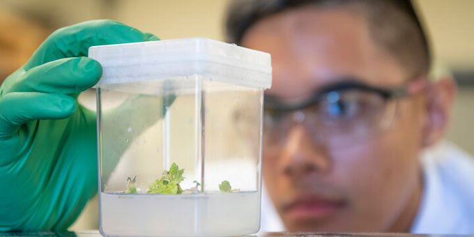 Student in lab inspecting crop specimen.