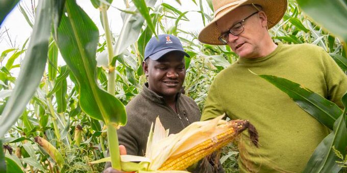 Two people examining a stalk of corn in a field