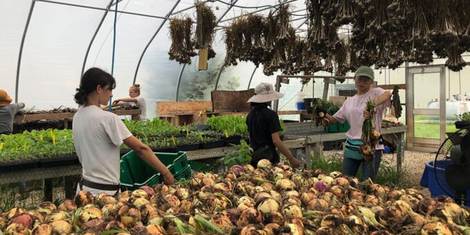 Students harvesting vegetables in a greenhouse