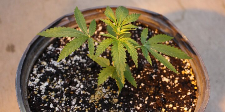 baby cannabis plant