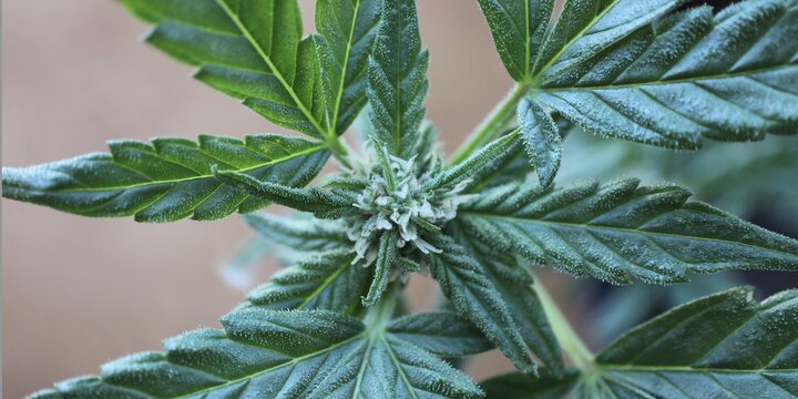 Close-up of a Cannabis plant