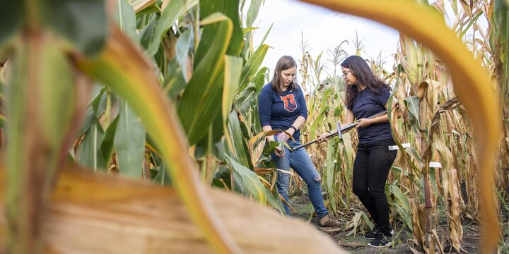 Two students working in a corn field