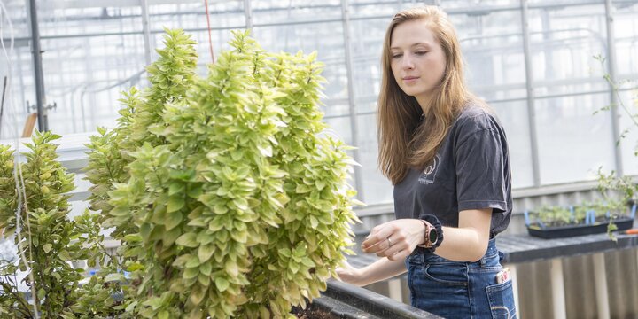 Student working with plants in the greenhouse