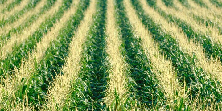 Field of grass