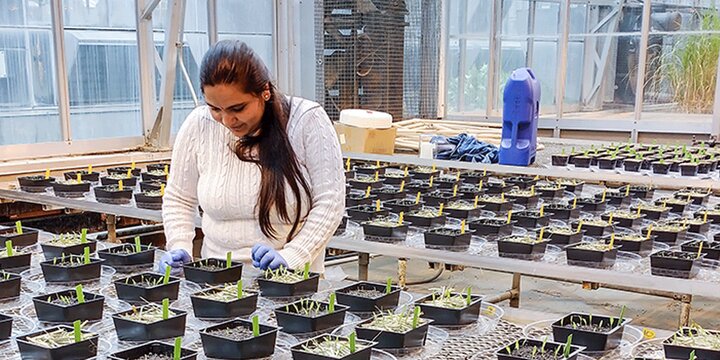 student planting seedling crops in greenhouse.