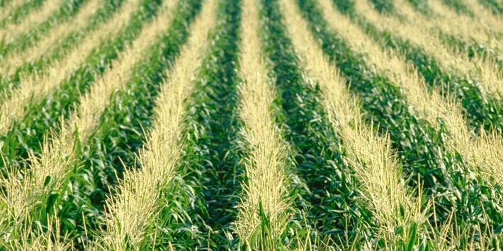 Field of Corn 