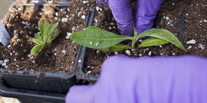 Student planting seedlings.