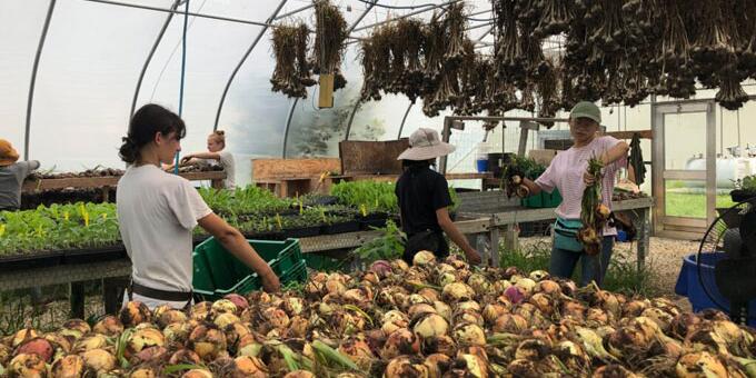 Students harvesting fruit in a greenhouse