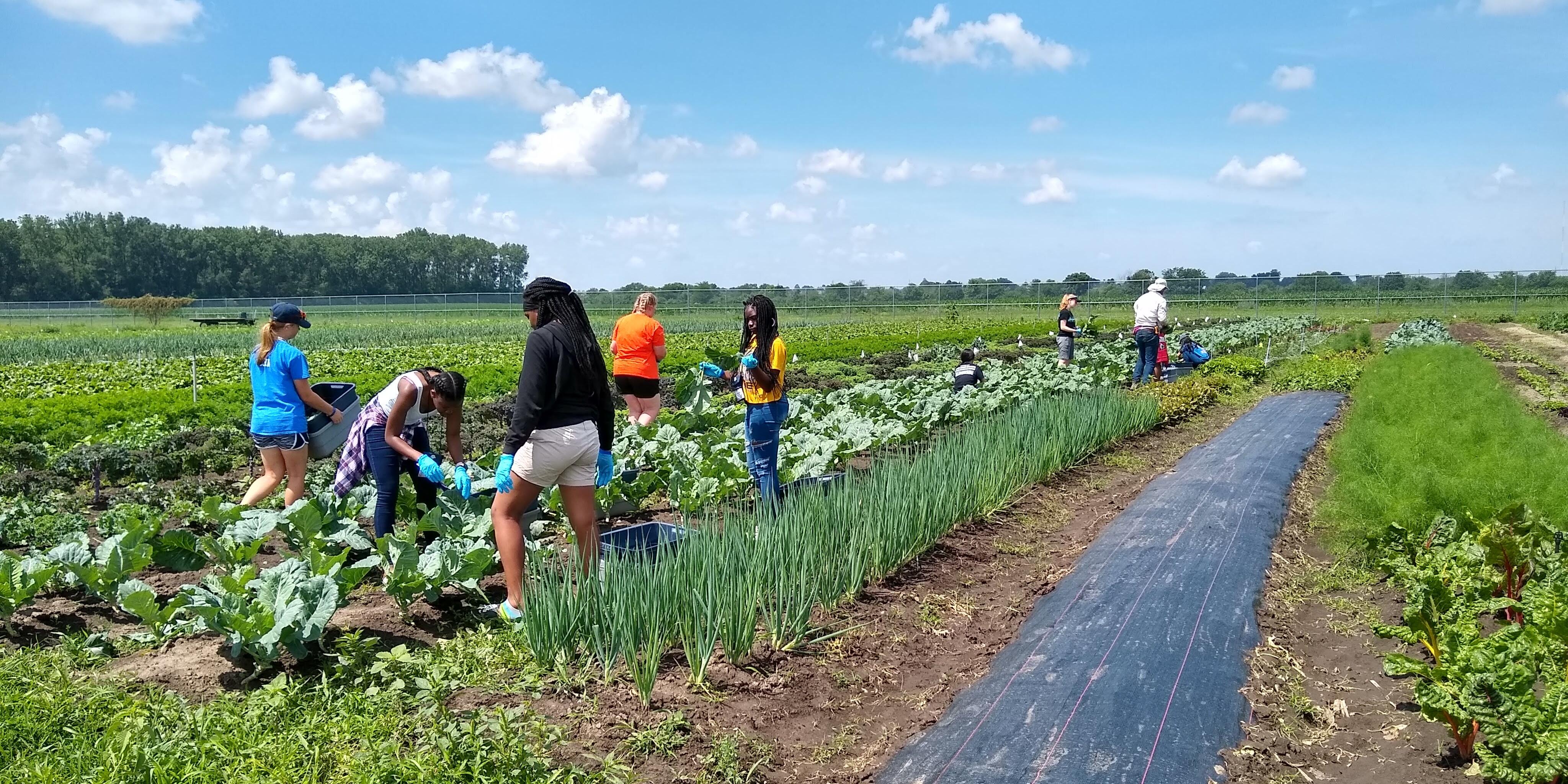 Students harvesting vegetables in a field