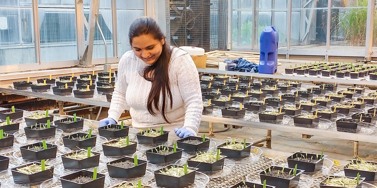 Student examining plants in a greenhouse