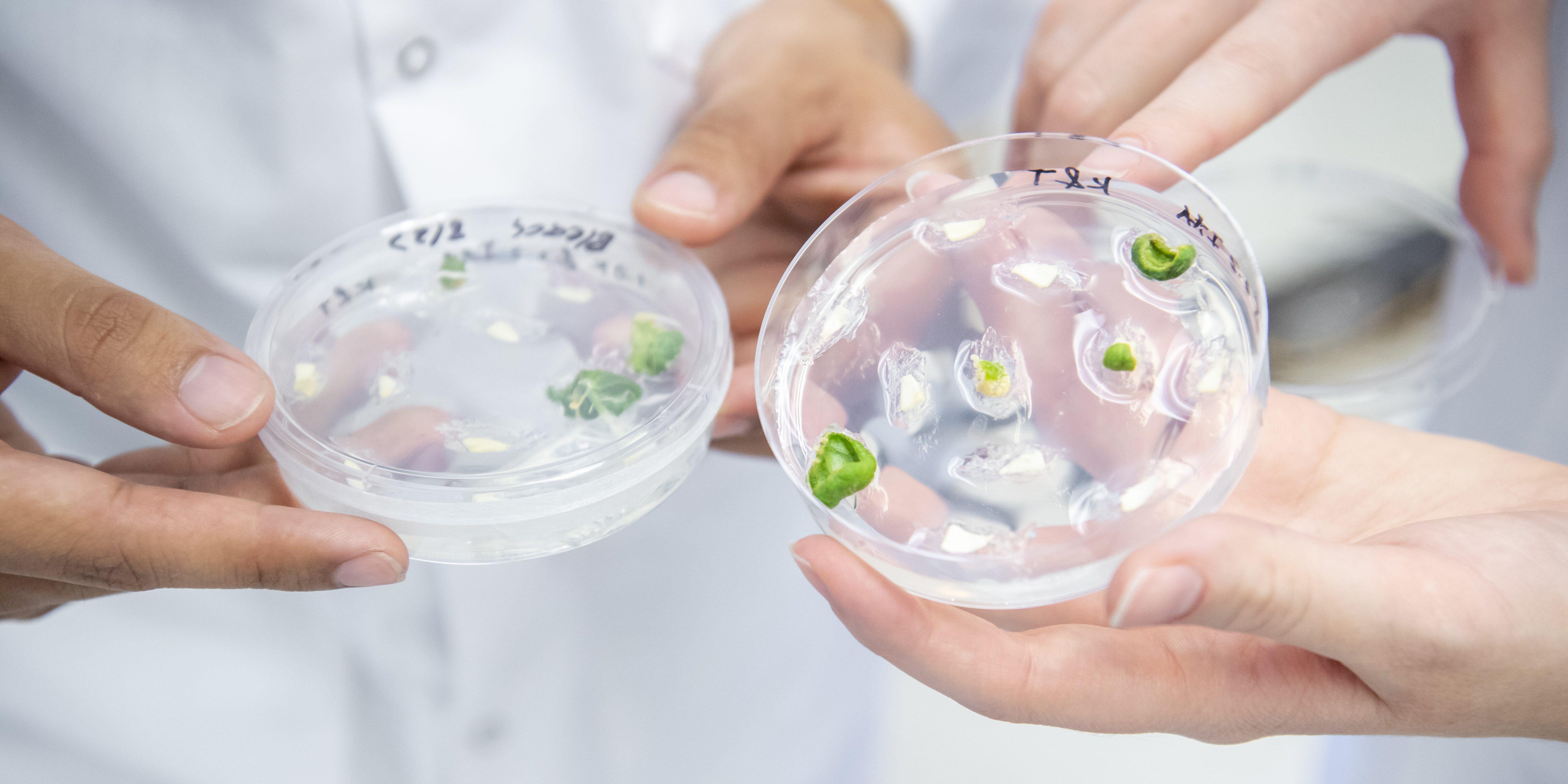 Students examining seeds in a petri dish