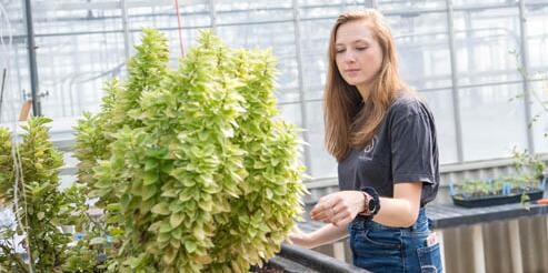 Student working with plants in the greenhouse