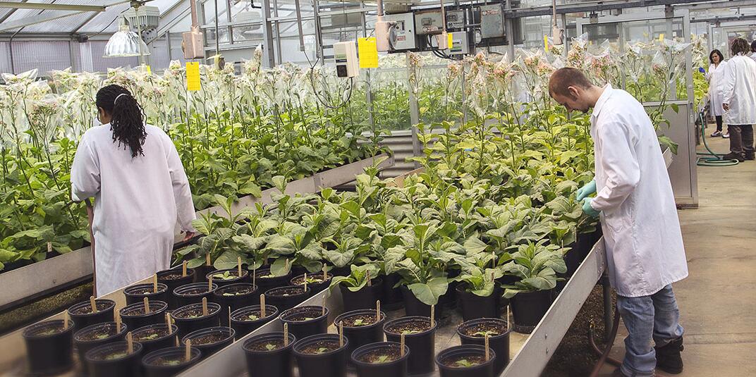 Students working with plants in a greenhouse